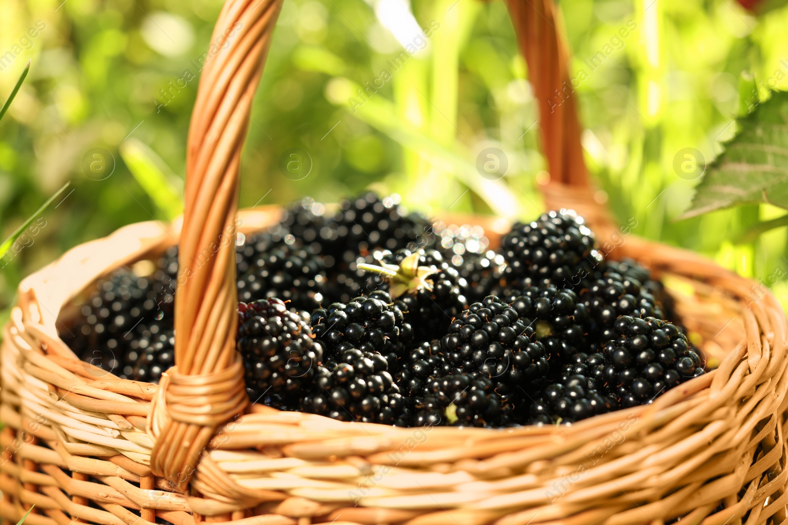 Photo of Wicker basket with ripe blackberries outdoors, closeup
