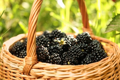 Wicker basket with ripe blackberries outdoors, closeup