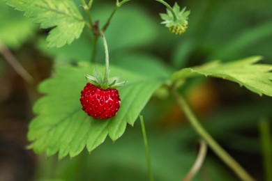 Photo of Small wild strawberry growing on stem outdoors, closeup