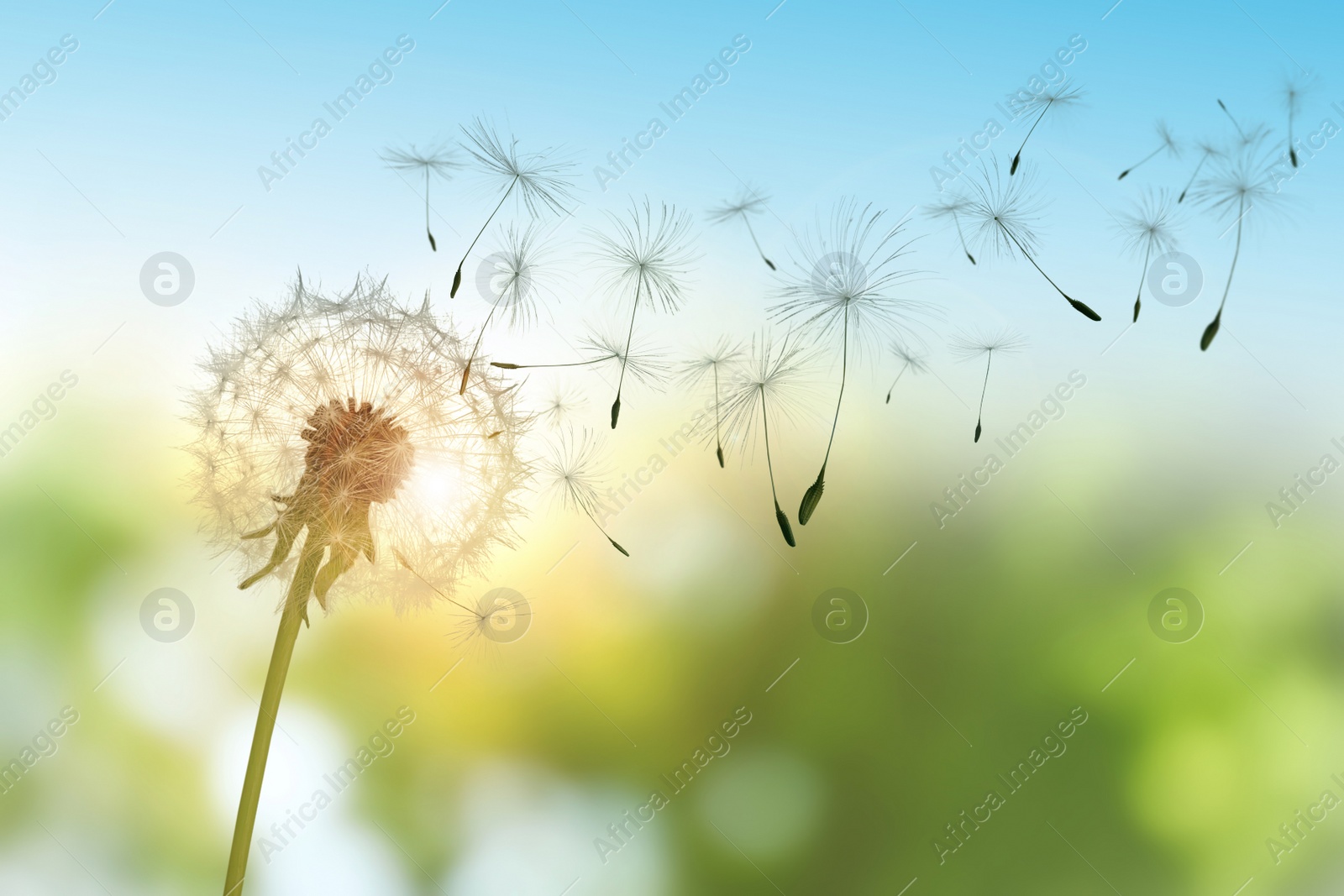 Image of Beautiful fluffy dandelion and flying seeds outdoors on sunny day 