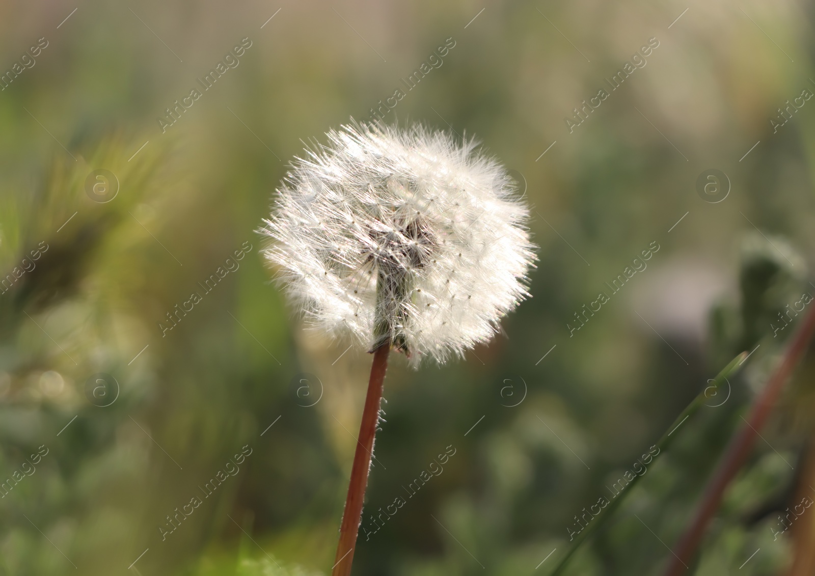 Photo of Beautiful dandelion growing outdoors on sunny day, closeup. Meadow flower