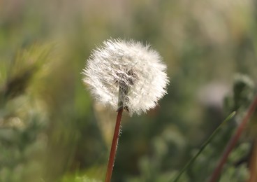Photo of Beautiful dandelion growing outdoors on sunny day, closeup. Meadow flower