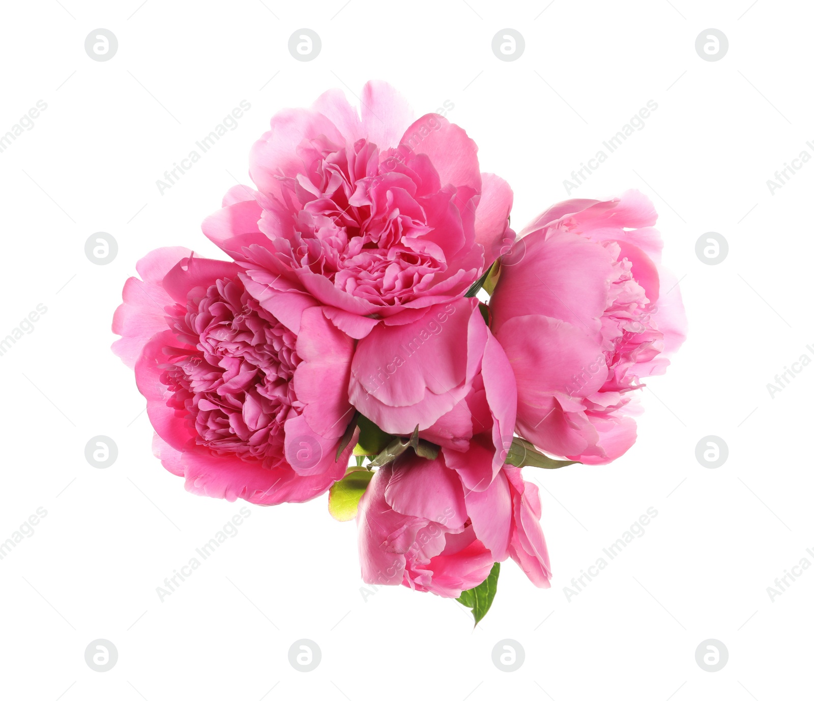 Photo of Bouquet of fresh peonies on white background, top view