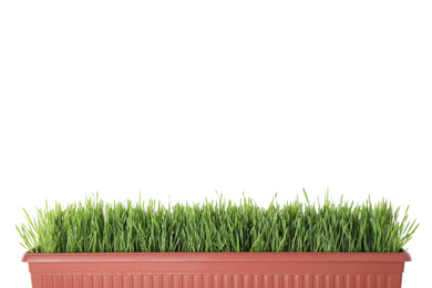 Photo of Fresh green grass on white background. Spring season