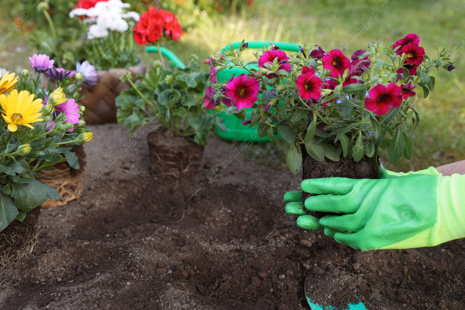 Photo of Woman in gardening gloves planting beautiful blooming flowers outdoors, closeup