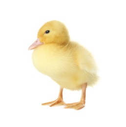 Photo of Cute fluffy gosling on white background. Farm animal