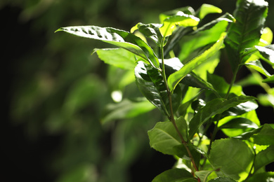 Photo of Closeup view of green tea plant against dark background. Space for text