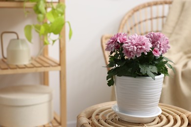 Photo of Beautiful chrysanthemum plant in flower pot on wooden table indoors. Space for text