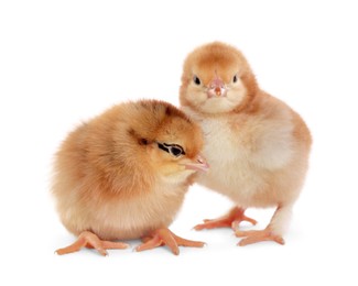 Photo of Two cute fluffy baby chickens on white background