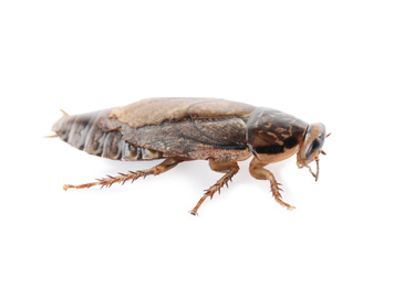 Photo of Brown cockroach isolated on white. Pest control