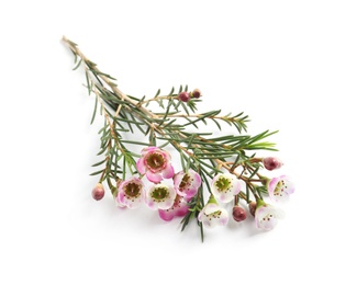 Photo of Branch of tea tree with flowers on white background. Natural essential oil