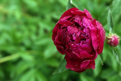 Photo of Beautiful red peony flower with dew drops outdoors, closeup. Space for text