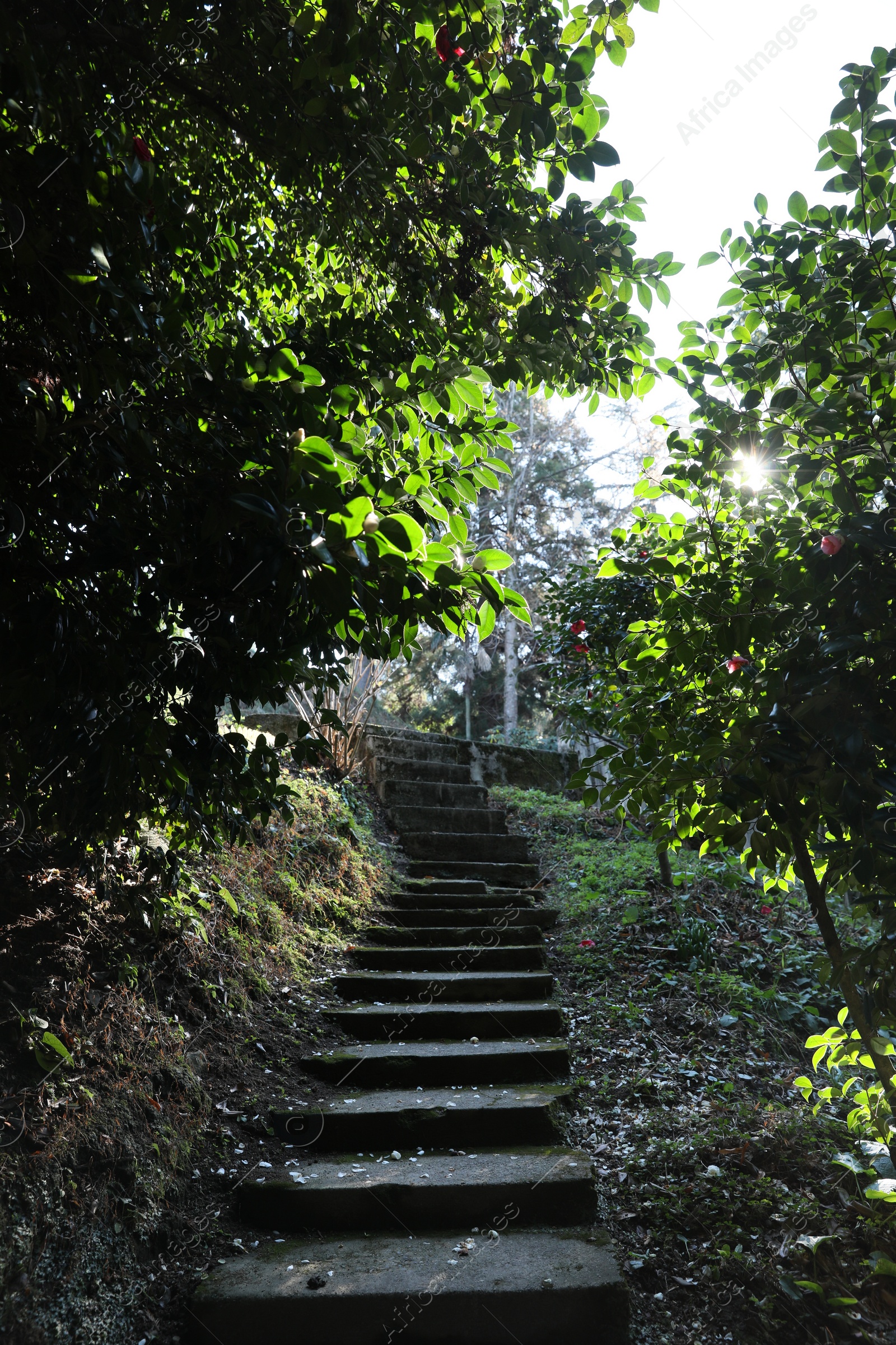 Photo of Beautiful green plants near stairs on sunny day in park