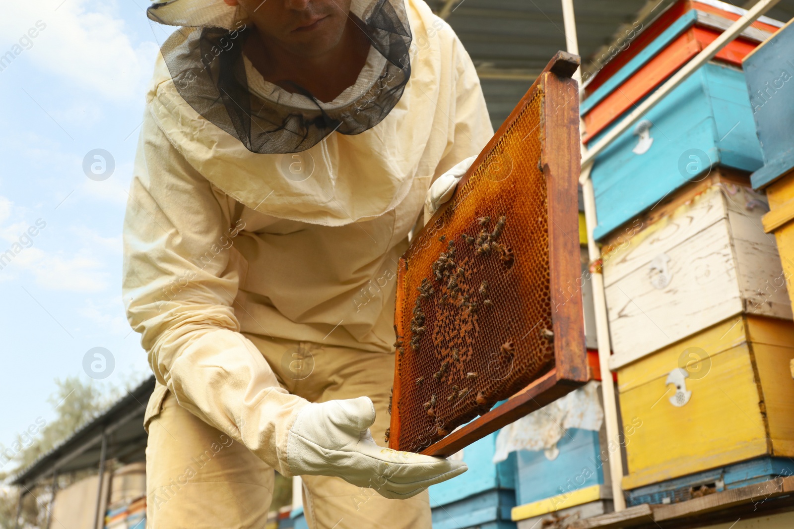 Photo of Beekeeper in uniform with honey frame at apiary, closeup