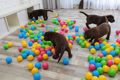 Chocolate Labrador Retriever puppies playing with colorful balls indoors