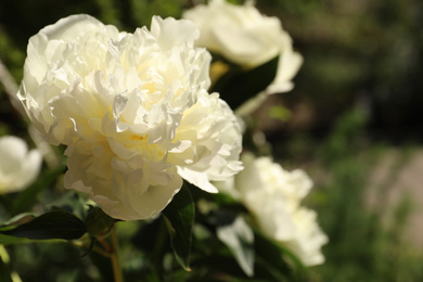 Closeup view of blooming white peony bush outdoors