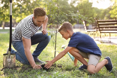 Dad and son planting tree in park on sunny day