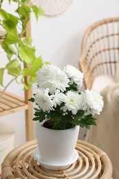Beautiful chrysanthemum plant in flower pot on wooden table indoors