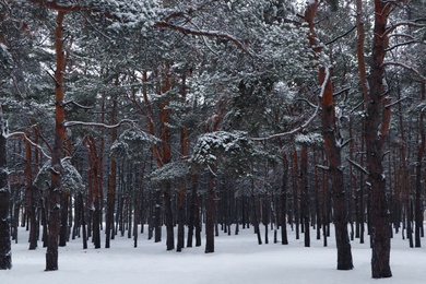 Photo of Picturesque view of beautiful forest covered with snow