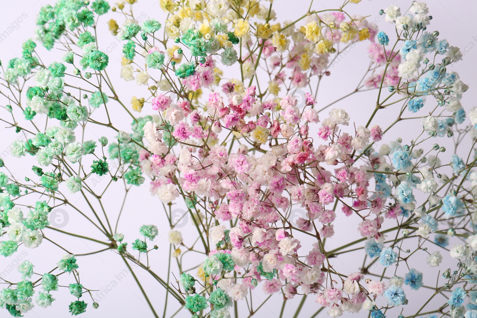 Photo of Beautiful colorful gypsophila flowers on white background, closeup