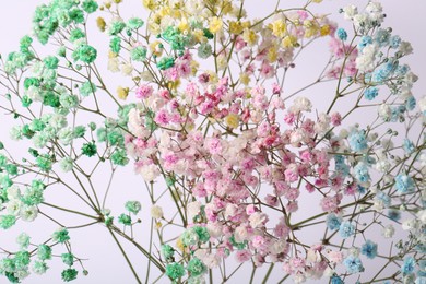 Beautiful colorful gypsophila flowers on white background, closeup