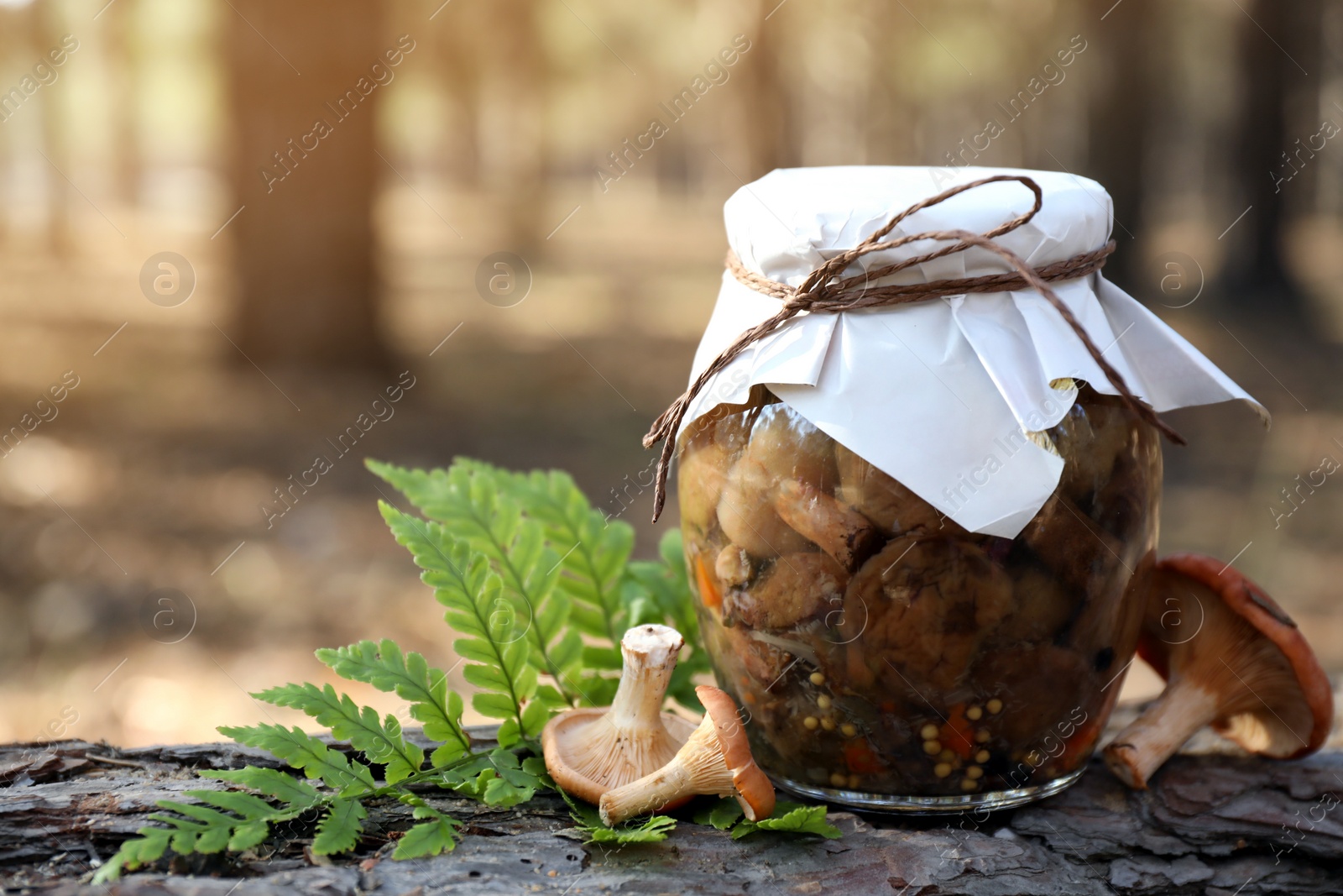 Photo of Fresh and pickled mushrooms in forest, closeup