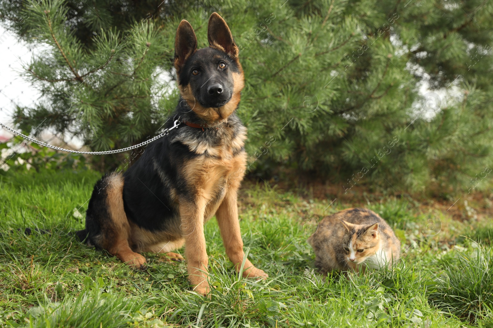 Photo of Cute German shepherd puppy and cat on green grass outdoors