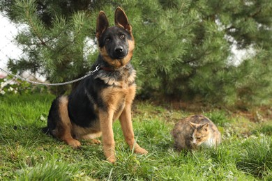 Photo of Cute German shepherd puppy and cat on green grass outdoors