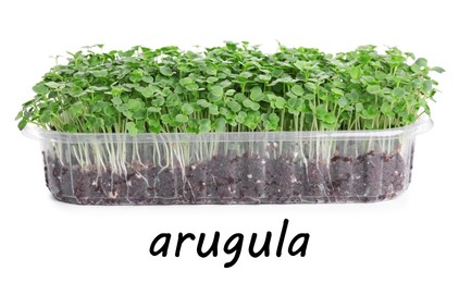 Image of Fresh organic microgreen in plastic container on white background