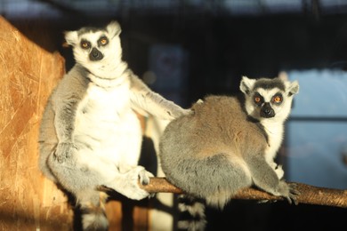 Photo of Two adorable ring-tailed lemurs on wooden bar in zoo