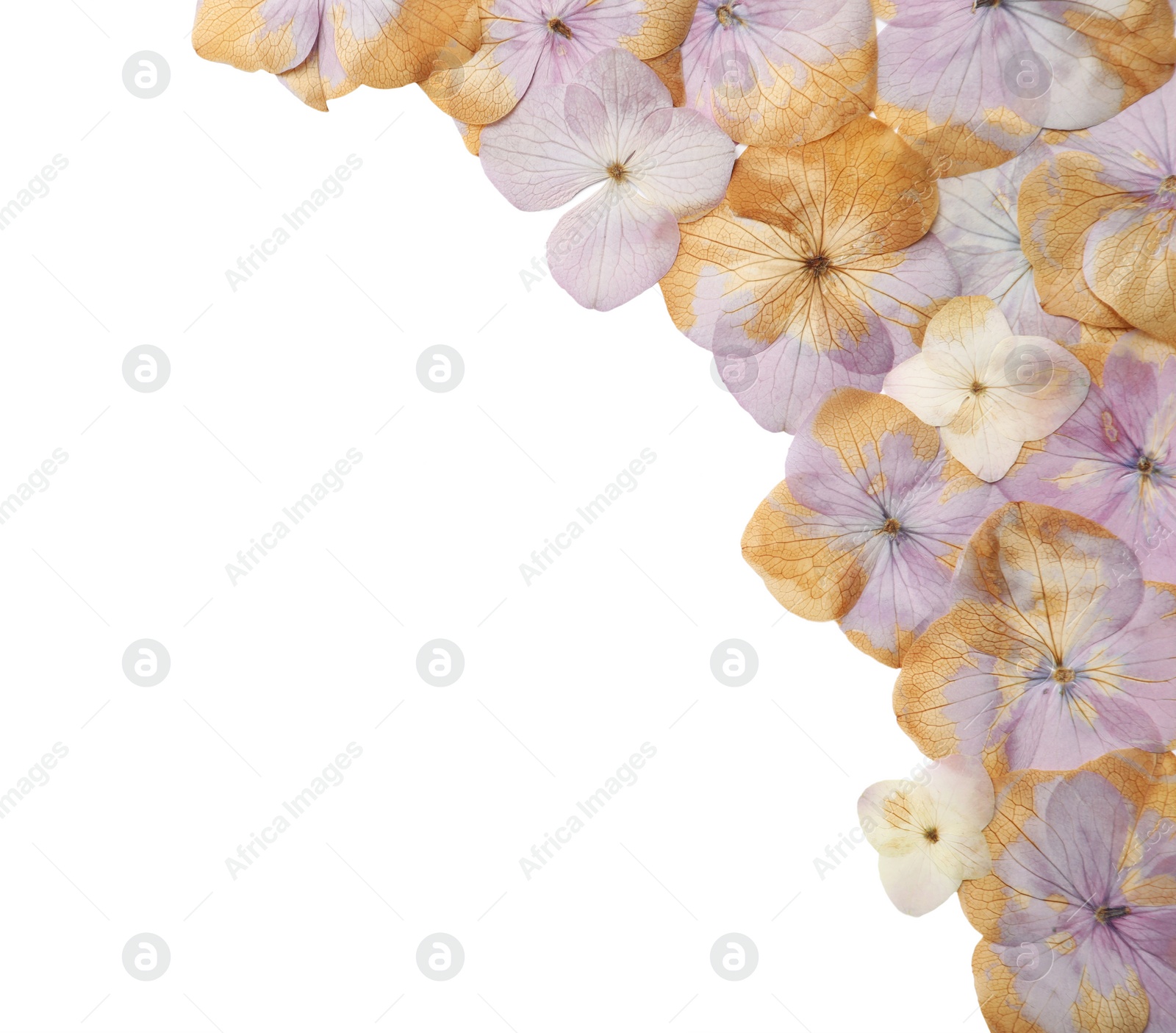 Photo of Wild dried meadow flowers on white background, top view