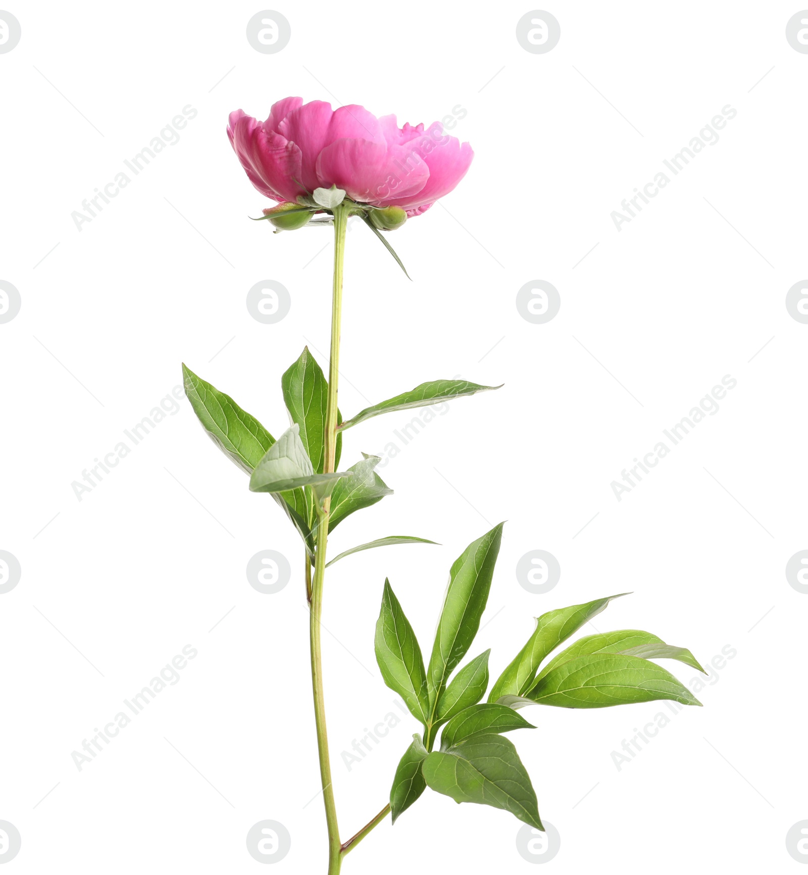 Photo of Beautiful fresh peony flower with leaves on white background