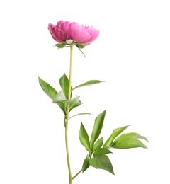 Photo of Beautiful fresh peony flower with leaves on white background