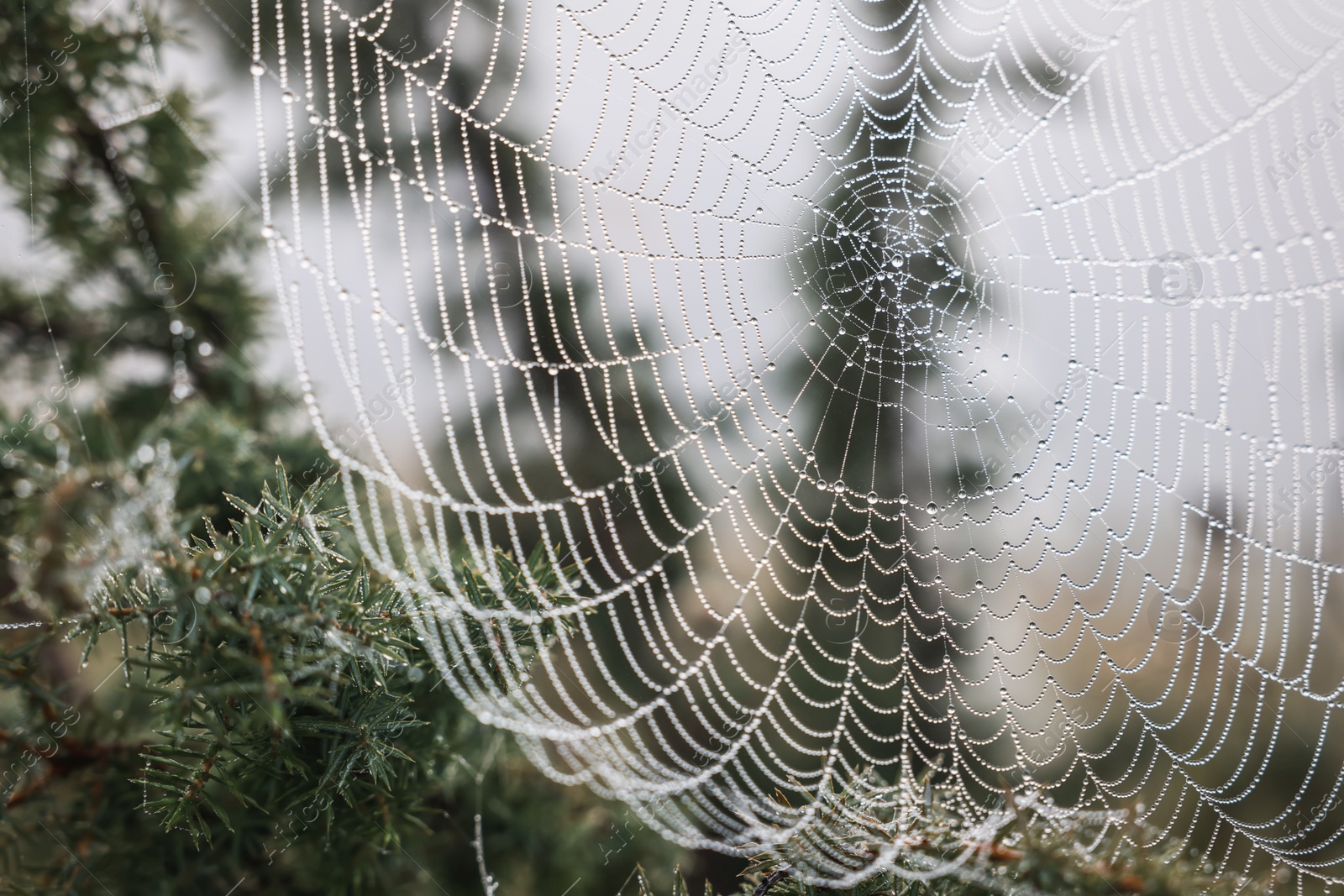 Photo of Closeup view of cobweb with dew drops on plants outdoors