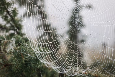 Photo of Closeup view of cobweb with dew drops on plants outdoors