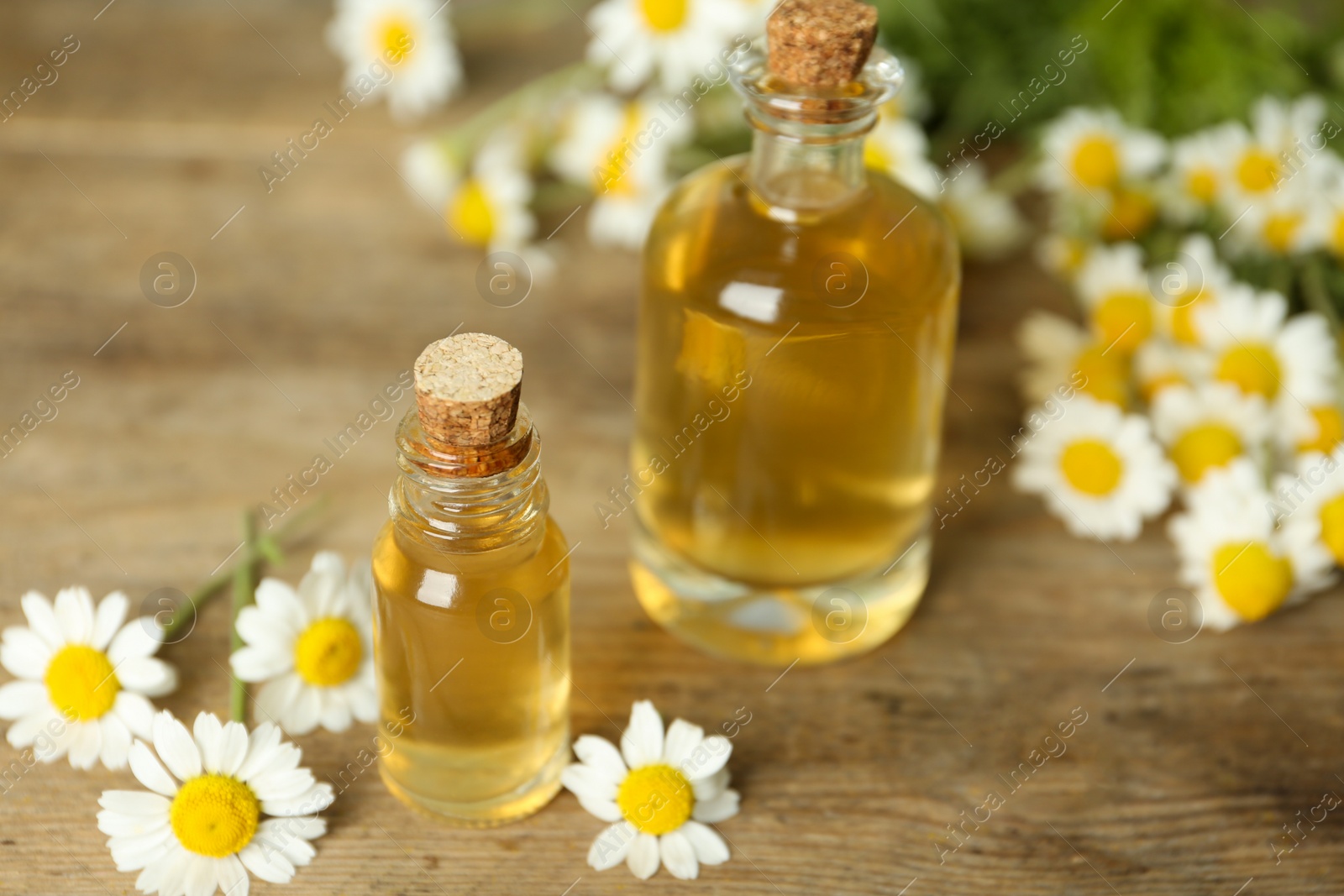 Photo of Bottles of essential oil and chamomiles on wooden table