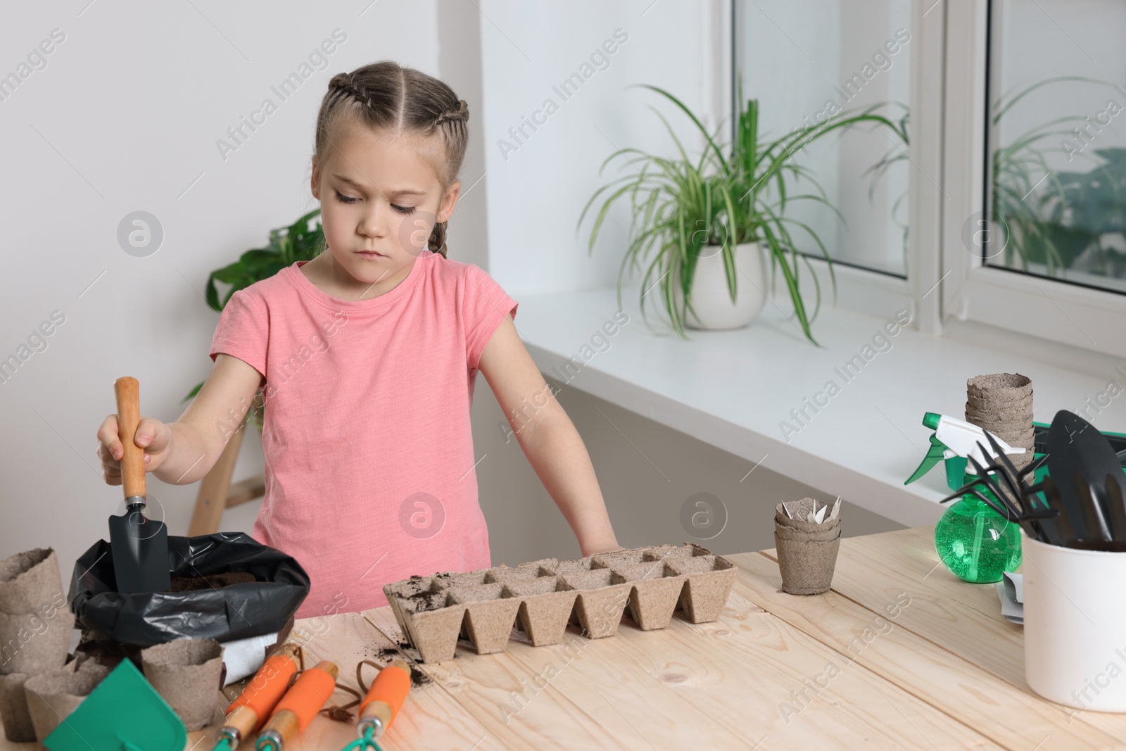 Photo of Little girl adding soil into peat pots at wooden table in room. Growing vegetable seeds