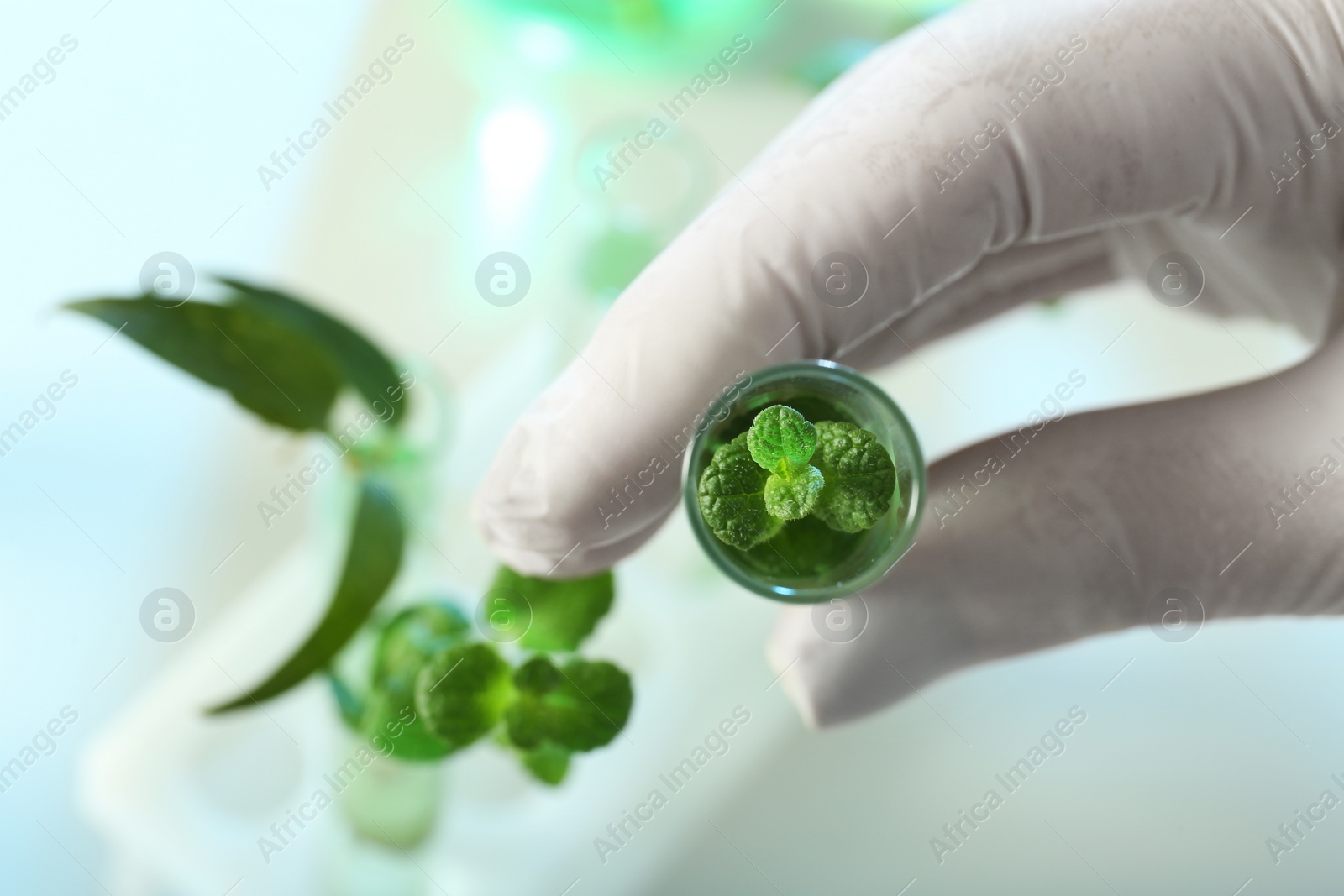 Photo of Lab assistant holding plant in test tube on blurred background, closeup. Biological chemistry