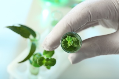 Lab assistant holding plant in test tube on blurred background, closeup. Biological chemistry