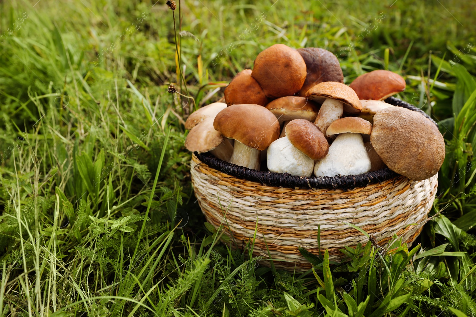 Photo of Wicker basket with fresh wild mushrooms outdoors, space for text