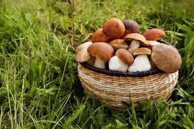 Wicker basket with fresh wild mushrooms outdoors, space for text