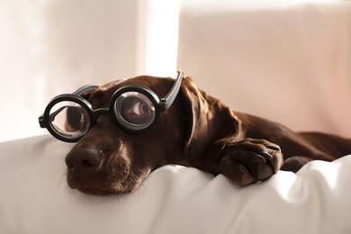 Adorable German Shorthaired Pointer dog in funny glasses on cushion indoors. Halloween costume for pet