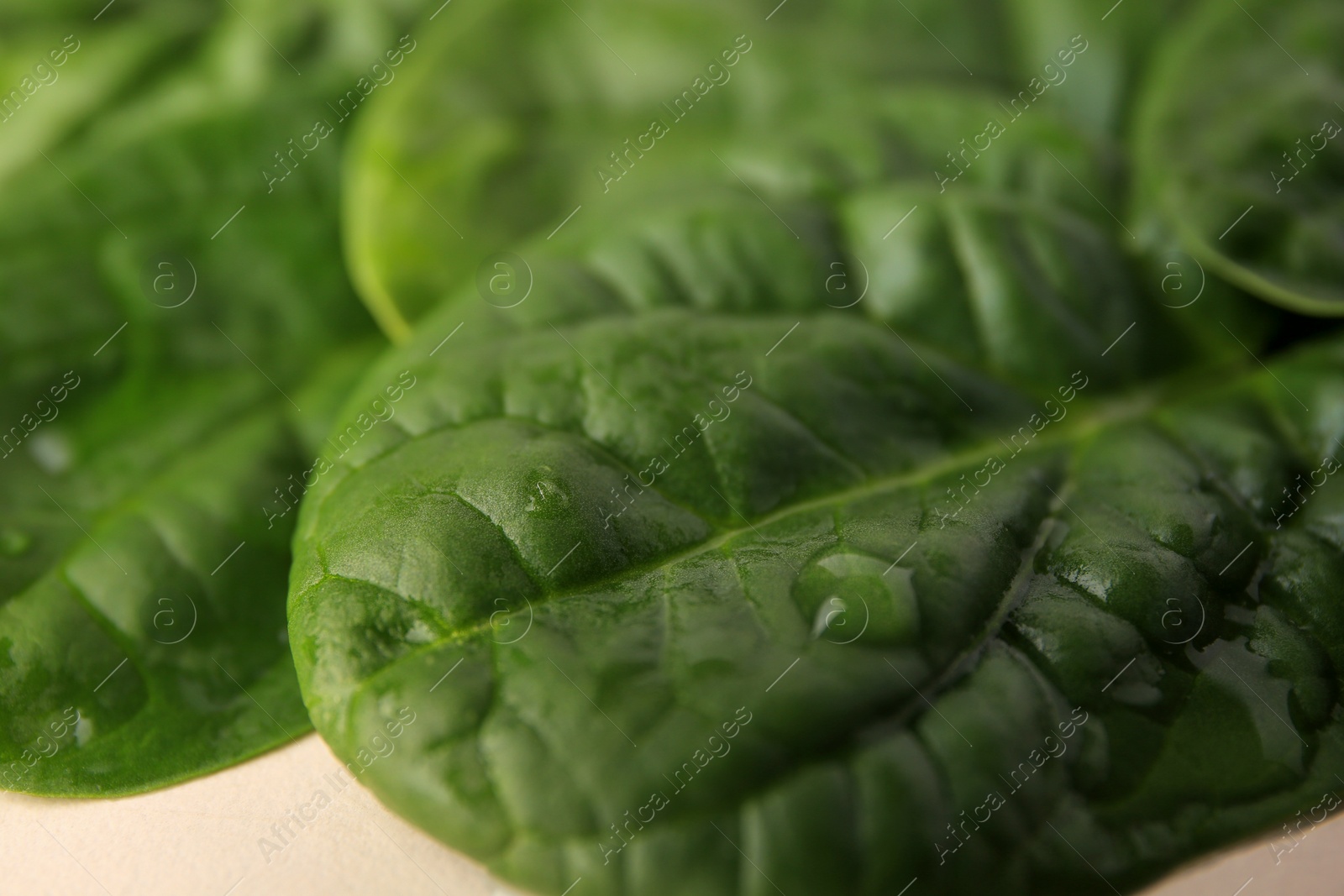 Photo of Water drops on green leaves as background, closeup