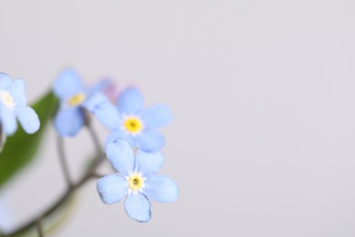 Photo of Beautiful forget-me-not flowers on grey background, closeup. Space for text