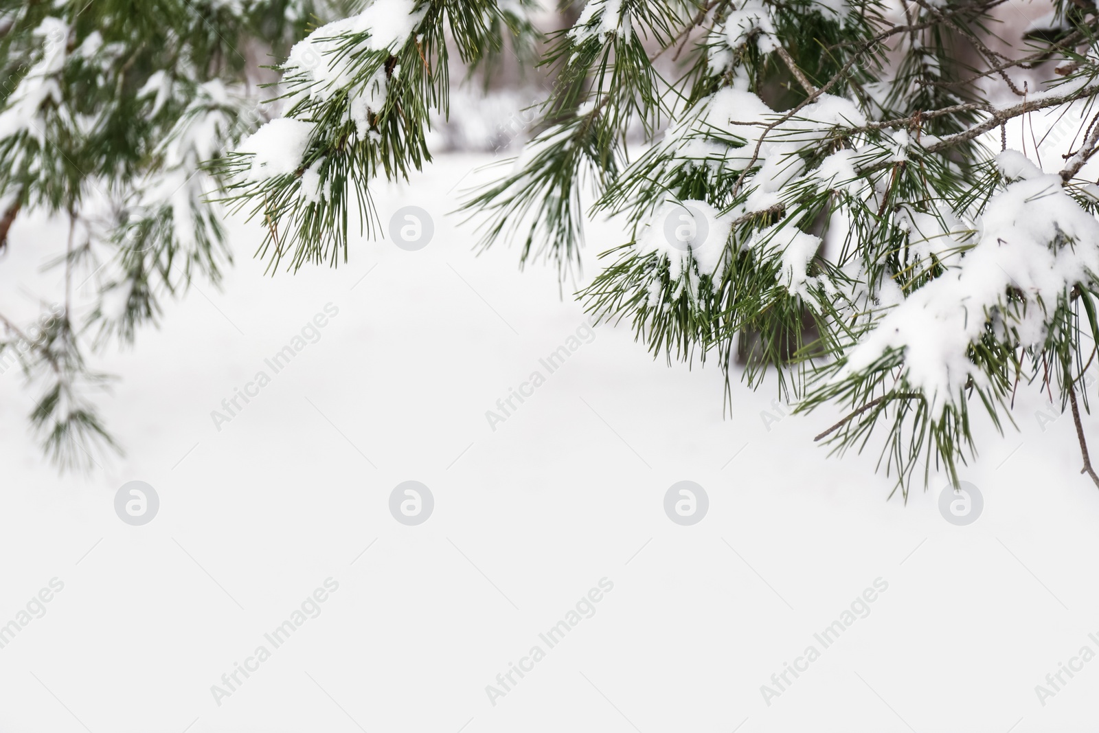 Photo of Coniferous branches covered with fresh snow, closeup. Space for text