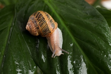 Photo of Common garden snail crawling on wet leaf, closeup