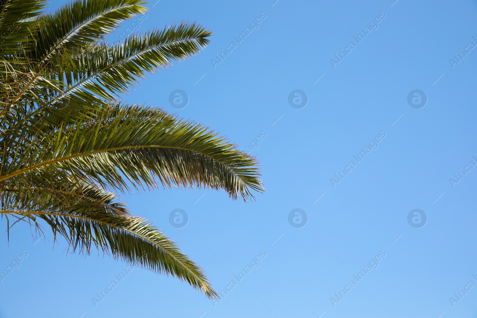 Photo of Beautiful palm tree with green leaves against clear blue sky, low angle view