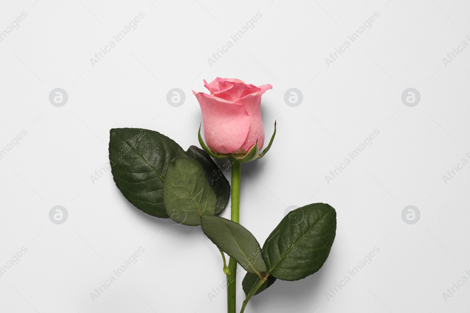 Photo of Beautiful rose on white background, above view