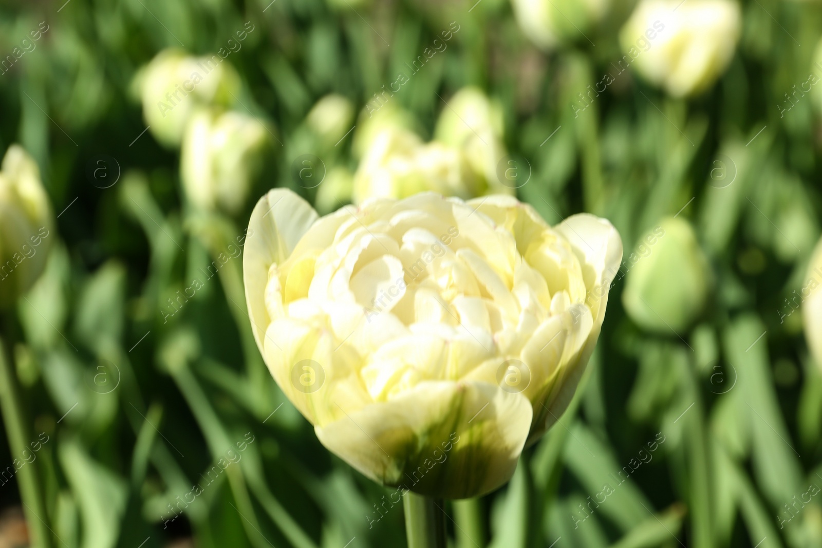 Photo of Beautiful blooming tulip outdoors on sunny day