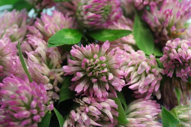 Photo of Beautiful clover flowers with green leaves, closeup
